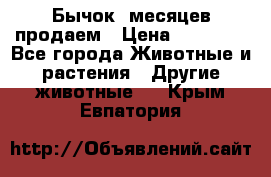Бычок 6месяцев продаем › Цена ­ 20 000 - Все города Животные и растения » Другие животные   . Крым,Евпатория